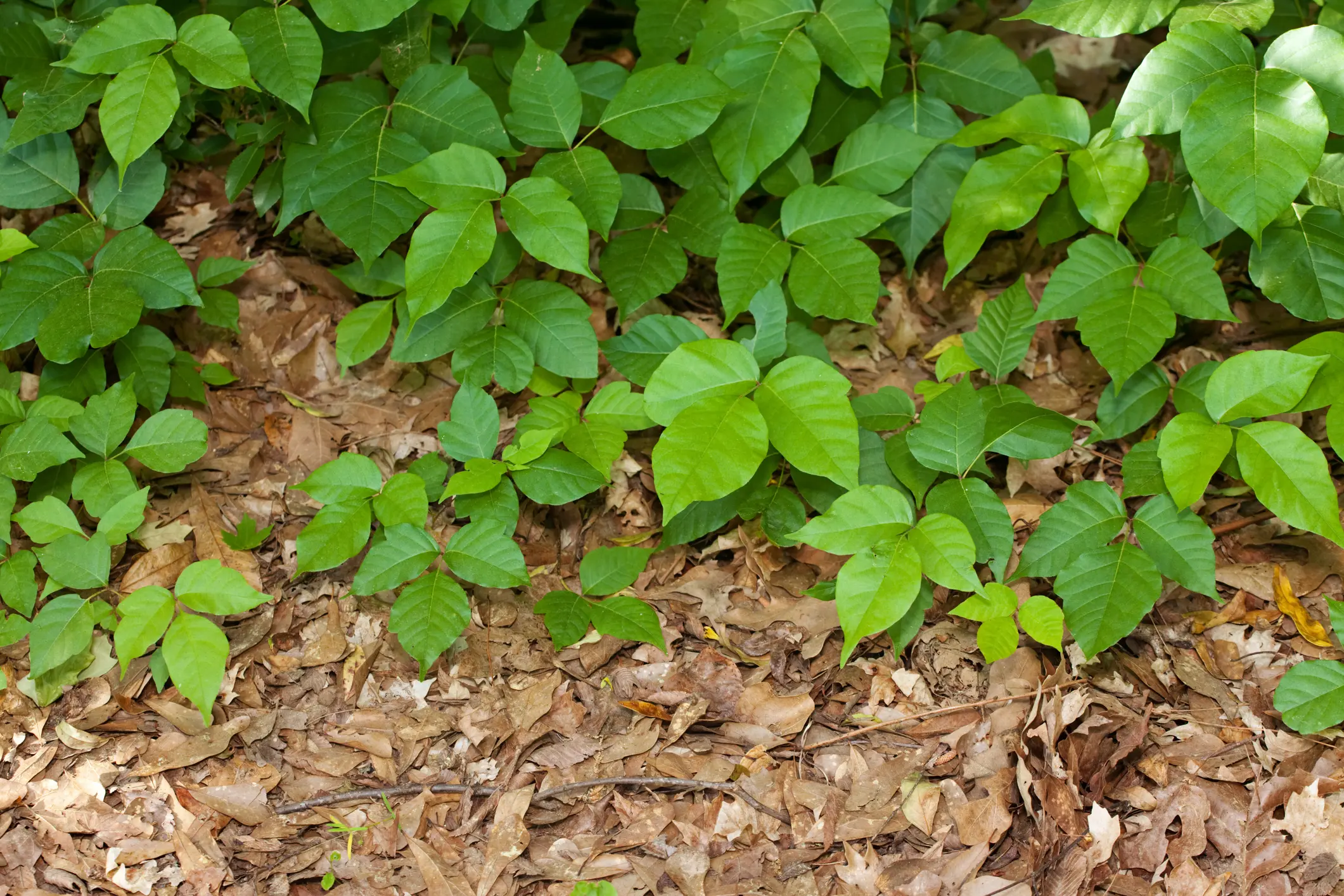 Poison Ivy Plants